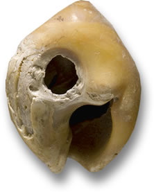 古代ローマのジュエリー : Museum of Jewelry