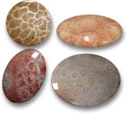 インドネシアの化石サンゴ宝石