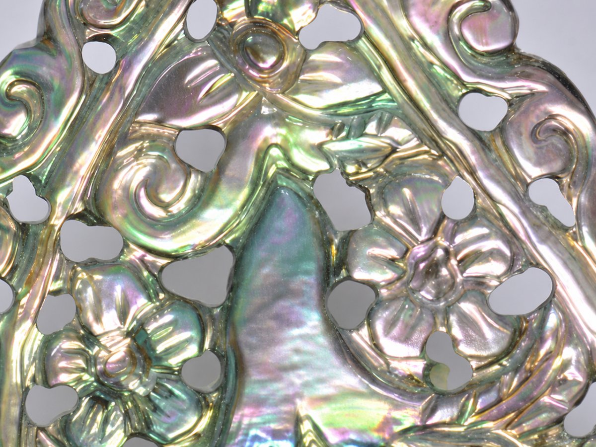 天然真珠貝のクローズアップ画像