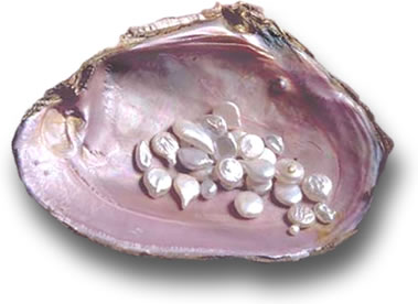 テネシーからの真珠貝