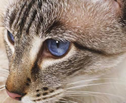 本物の猫の目