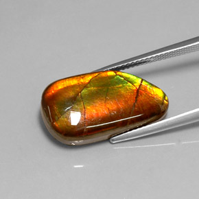 10.78カラットの天然マルチカラーアンモライト、ファンシーシェイプ、オペーク