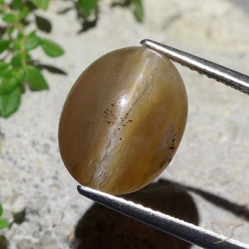 5.89ct 天然 ミディアムブラウン キャッツアイオパール, 楕円形, 半透明