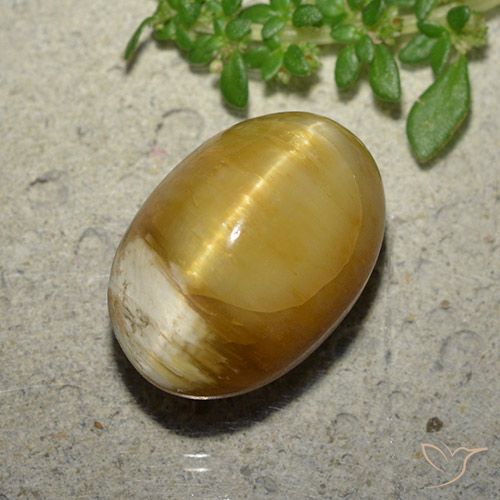 10.46ct 天然 ゴールド キャッツアイオパール, 楕円形, オペーク