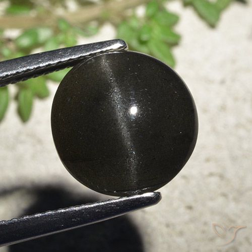 6.48ct 天然 ブラック キャッツアイスキャポライト, ラウンド, 半透明