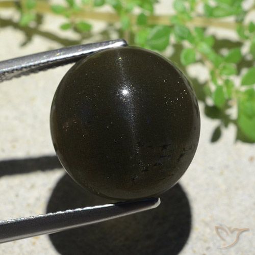14.13ct 天然 ブラック キャッツアイスキャポライト, 楕円形, オペーク