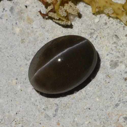 1.35カラットの天然ウォームブラックキャッツアイスキャポライト、オーバルカット、半透明