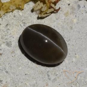 1.35カラットの天然ウォームブラックキャッツアイスキャポライト、オーバルカット、半透明