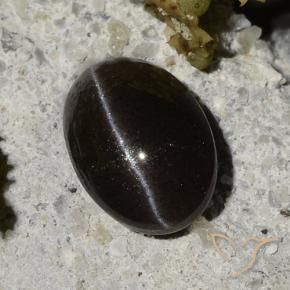 1.47カラットの天然ウォームブラックCat's Eye Scapolite（7.9×5.6 mm・オーバルカット）