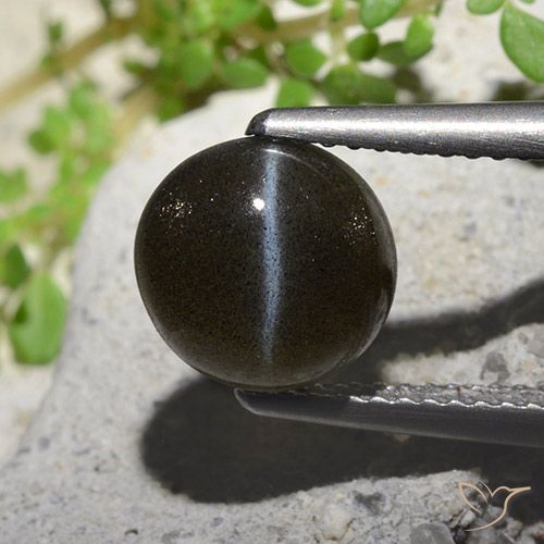 2.60ct 天然 ブラック キャッツアイスキャポライト, ラウンド, 半透明