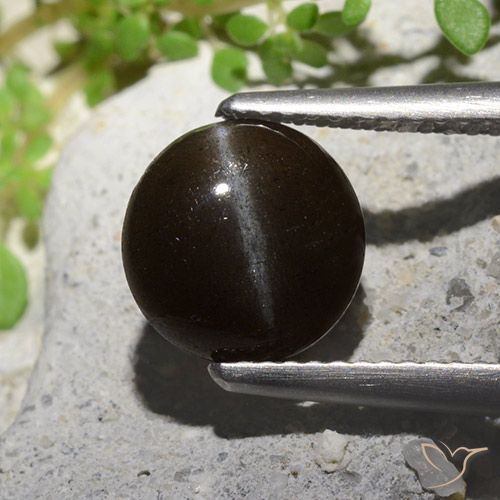 2.55ct 天然 ブラック キャッツアイスキャポライト, ラウンド, 半透明