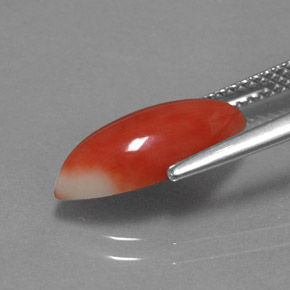 2.34カラットの天然ホワイトサーモンサンゴ、マーキーズ、オペーク