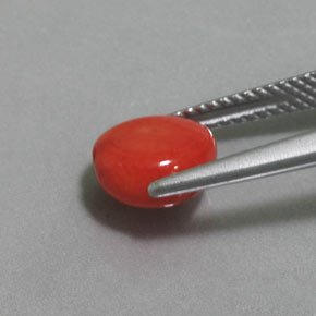 2.41カラットの天然サーモンサンゴ、ファンシーシェイプ、オペーク