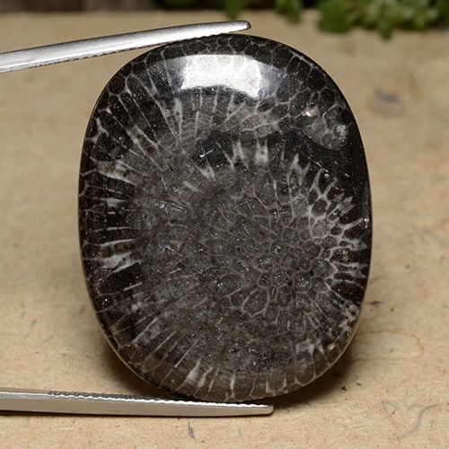 39.77ct 天然 マルチカラー サンゴ, クッション, オペーク, Photo A