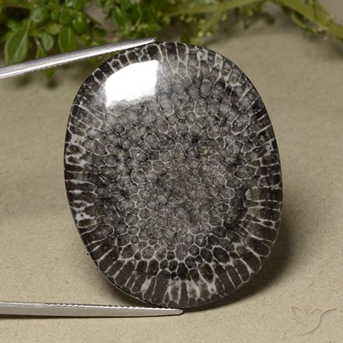 64.23ct 天然 マルチカラー サンゴ, 楕円形, オペーク