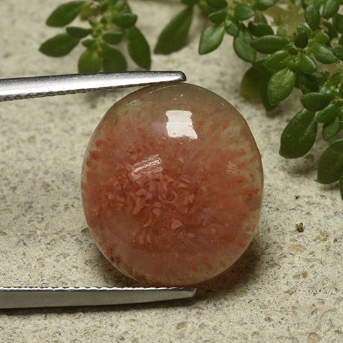 9.34ct 天然 マルチカラー サンゴ, 楕円形, 半透明