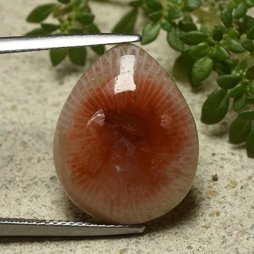11.86ct 天然 マルチカラー サンゴ, 洋梨の形, 半透明