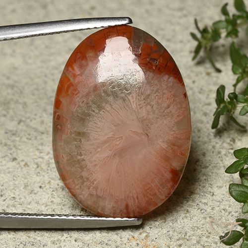 12.10ct 天然 マルチカラー サンゴ, 楕円形, 半透明
