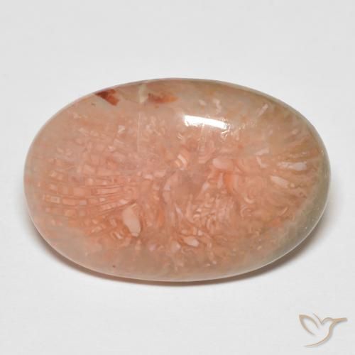 11.50ct 天然 マルチカラー サンゴ, 楕円形, 半透明