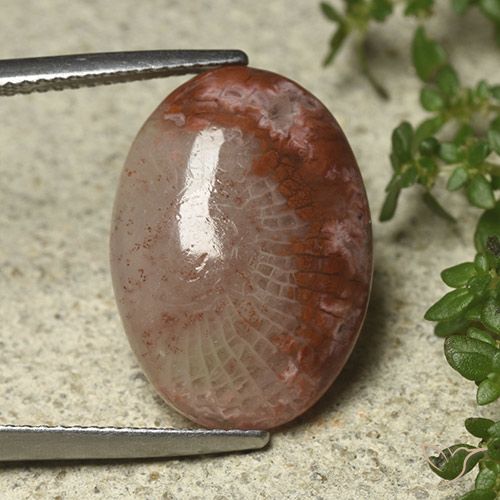8.52ct 天然 マルチカラー サンゴ, 楕円形, 半透明