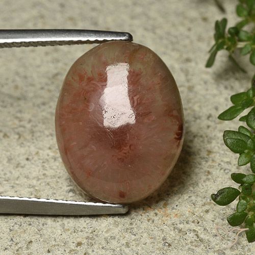 8.30ct 天然 マルチカラー サンゴ, 楕円形, 半透明, Photo A