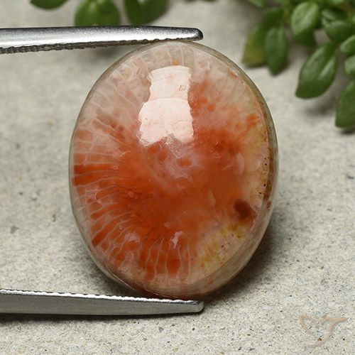13.21ct 天然 マルチカラー サンゴ, 楕円形, オペーク
