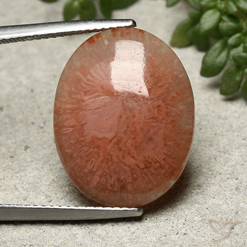9.51ct 天然 マルチカラー サンゴ, 楕円形, 半透明, Photo A