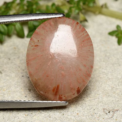7.55ct 天然 マルチカラー サンゴ, 楕円形, 半透明, Photo A
