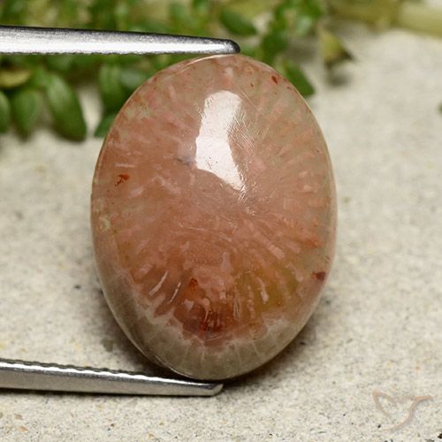 7.64ct 天然 マルチカラー サンゴ, 楕円形, 半透明, Photo A