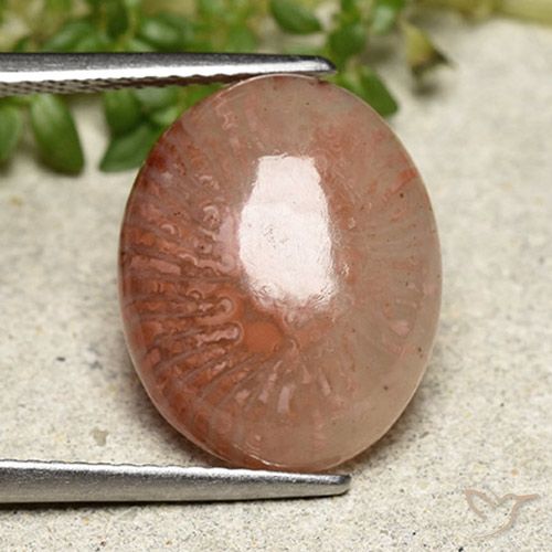6.97ct 天然 マルチカラー サンゴ, 楕円形, 半透明