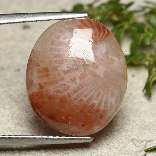 7.31ct 天然 マルチカラー サンゴ, 楕円形, 半透明
