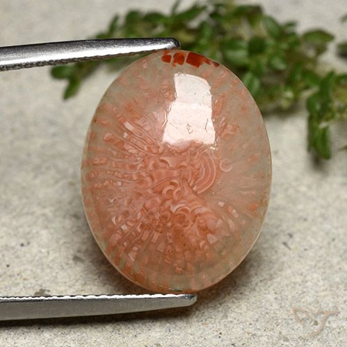 8.03ct 天然 マルチカラー サンゴ, 楕円形, 半透明