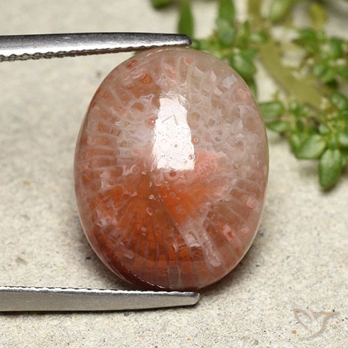 10.15ct 天然 マルチカラー サンゴ, 楕円形, 半透明