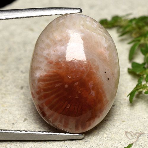 14.47ct 天然 マルチカラー サンゴ, 楕円形, 半透明