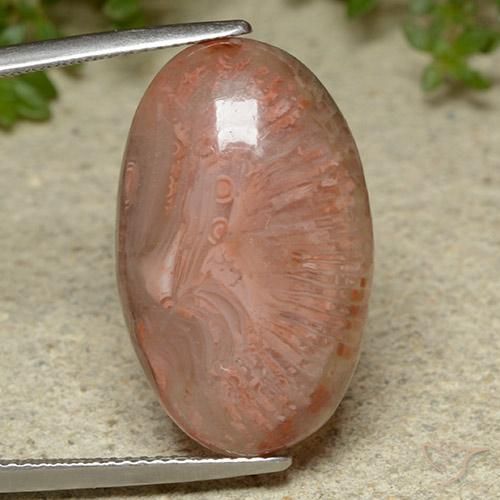 14.86ct 天然 マルチカラー サンゴ, 楕円形, 半透明