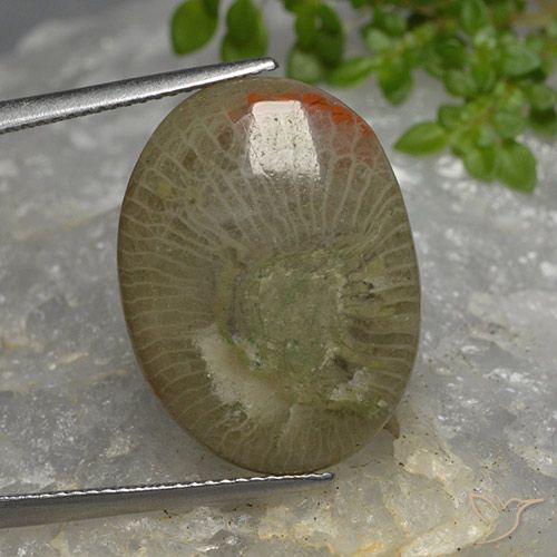 10.46ct 天然 マルチカラー サンゴ, 楕円形, 半透明