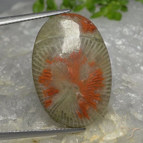 14.26ct 天然 マルチカラー サンゴ, 楕円形, 半透明