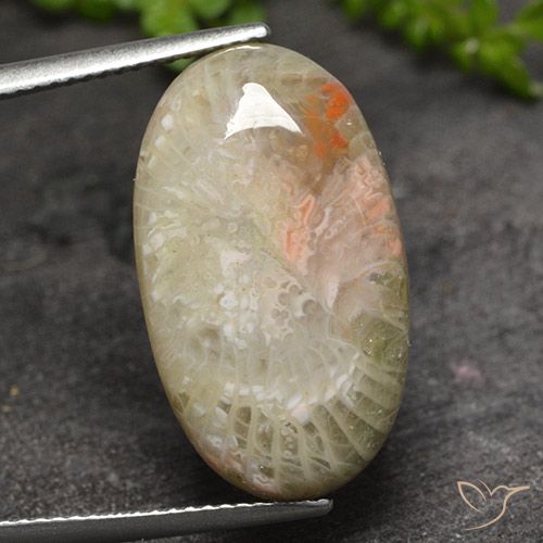 11.82ct 天然 マルチカラー サンゴ, 楕円形, 半透明