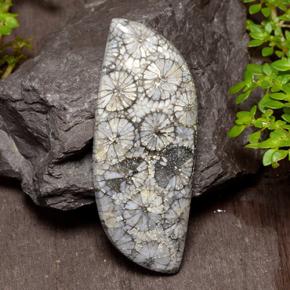 26.84カラットの天然マルチカラーサンゴ、ファンシーシェイプ、オペーク