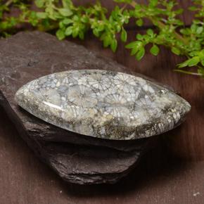 36.99カラットの天然マルチカラーサンゴ、マーキーズ、オペーク