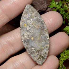 36.99カラットの天然マルチカラーサンゴ、マーキーズ、オペーク