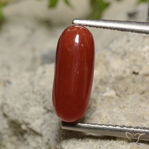 1.89ct 天然 リップスティックレッド サンゴ, 楕円形, オペーク