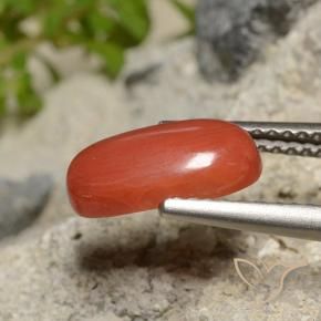 1.73カラットの天然ファイアオレンジサンゴ、オーバルカット、オペーク