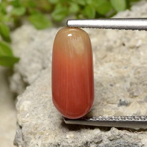 2.78ct 天然 ファイアオレンジ サンゴ, 楕円形, オペーク, Photo A