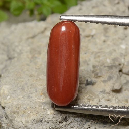 2.26ct 天然 ミディアムレッド サンゴ, 楕円形, オペーク