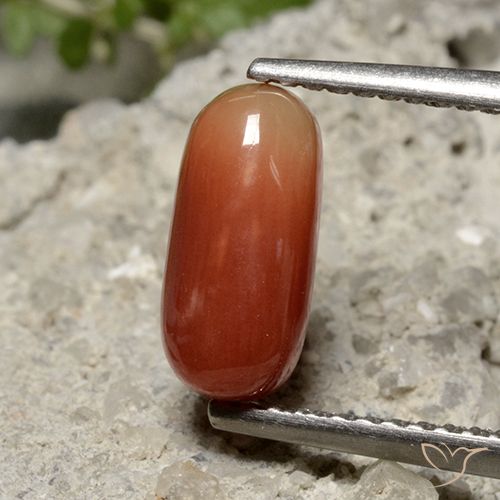 1.69ct 天然 ミディアムレッド サンゴ, 楕円形, オペーク