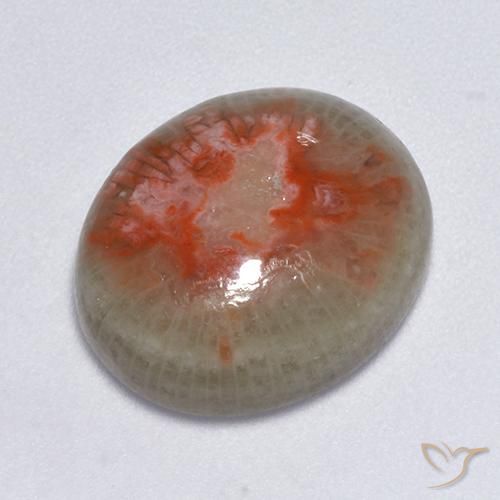 7.75ct 天然 マルチカラー サンゴ, 楕円形, 半透明