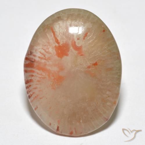 9.95ct 天然 マルチカラー サンゴ, 楕円形, 半透明