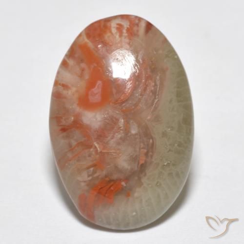 8.18ct 天然 マルチカラー サンゴ, 楕円形, 半透明, Photo A