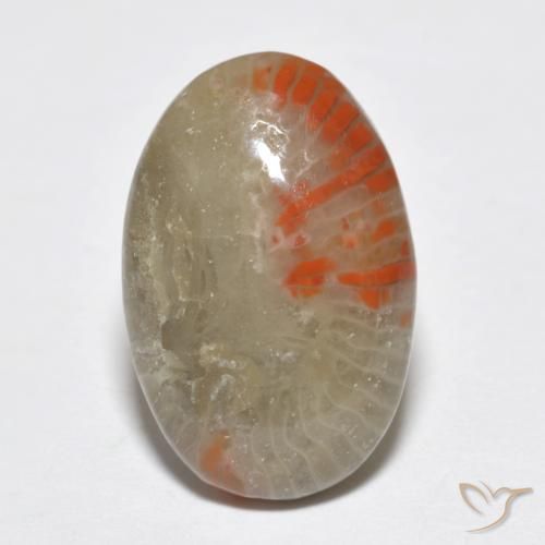 6.51ct 天然 マルチカラー サンゴ, 楕円形, 半透明